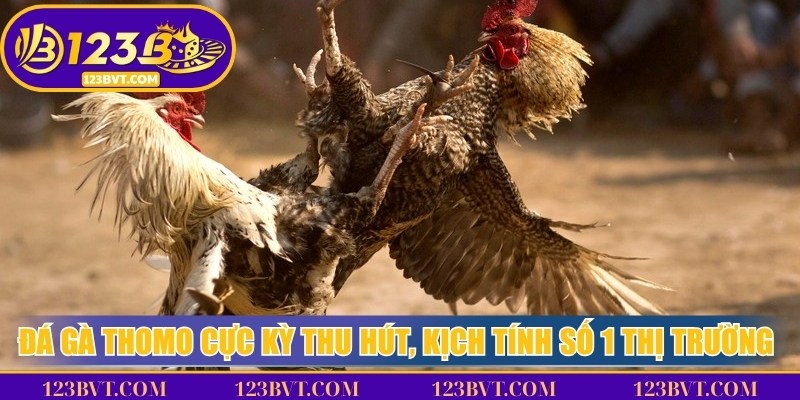 Đá Gà Thomo - Sân Cược Được Yêu Thích Nhất Mọi Thời Đại 2 Đá gà Thomo cực kỳ thu hút, kịch tính số 1 thị trường hiện nay