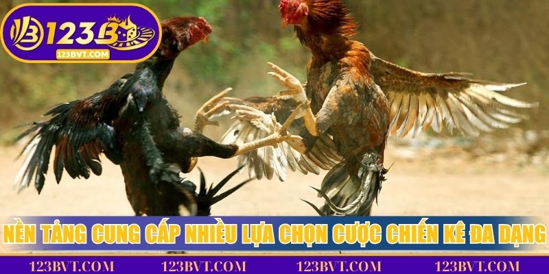 Đá Gà Thomo - Sân Cược Được Yêu Thích Nhất Mọi Thời Đại 3 Nền tảng cung cấp nhiều lựa chọn cược chiến kê cực kỳ đa dạng