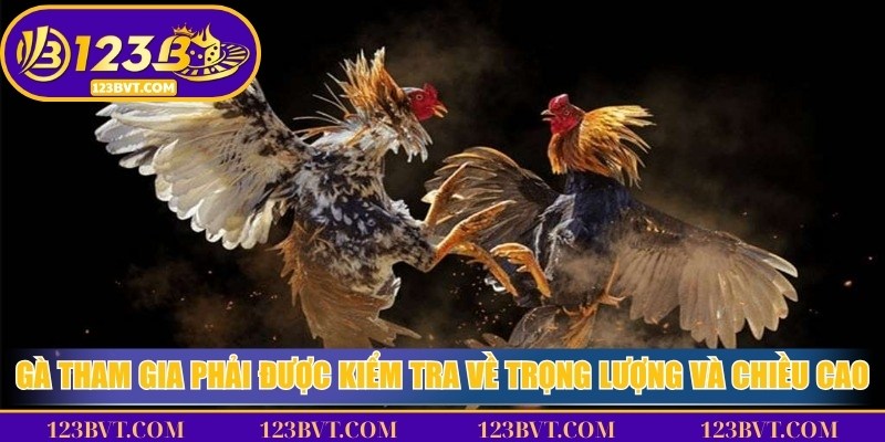 Đá Gà Thomo - Sân Cược Được Yêu Thích Nhất Mọi Thời Đại 4 Gà tham gia phải được kiểm tra về trọng lượng và chiều cao