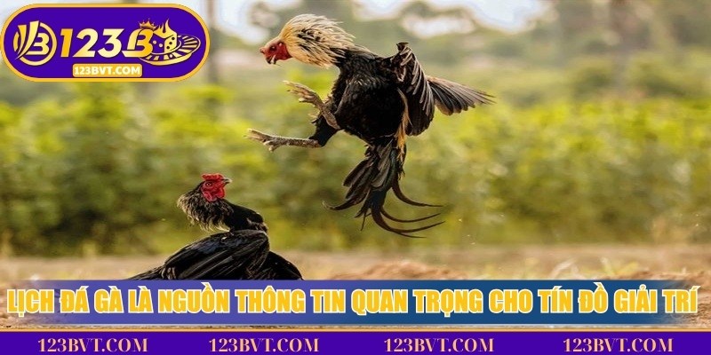 Lịch đá gà là nguồn thông tin quan trọng cho tín đồ giải trí online