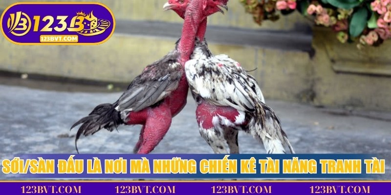 Sới/sàn đấu là nơi mà những chiến kê tài năng tranh tài công bằng