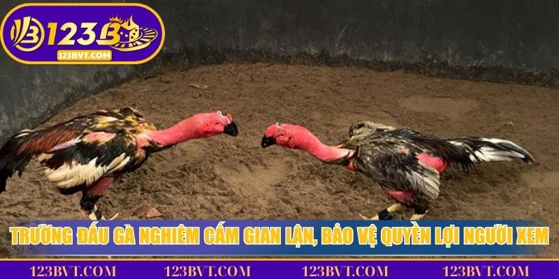 Trường đấu gà nghiêm cấm gian lận kèo cược, bảo vệ quyền lợi người xem