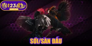 Sới/Sàn Đấu